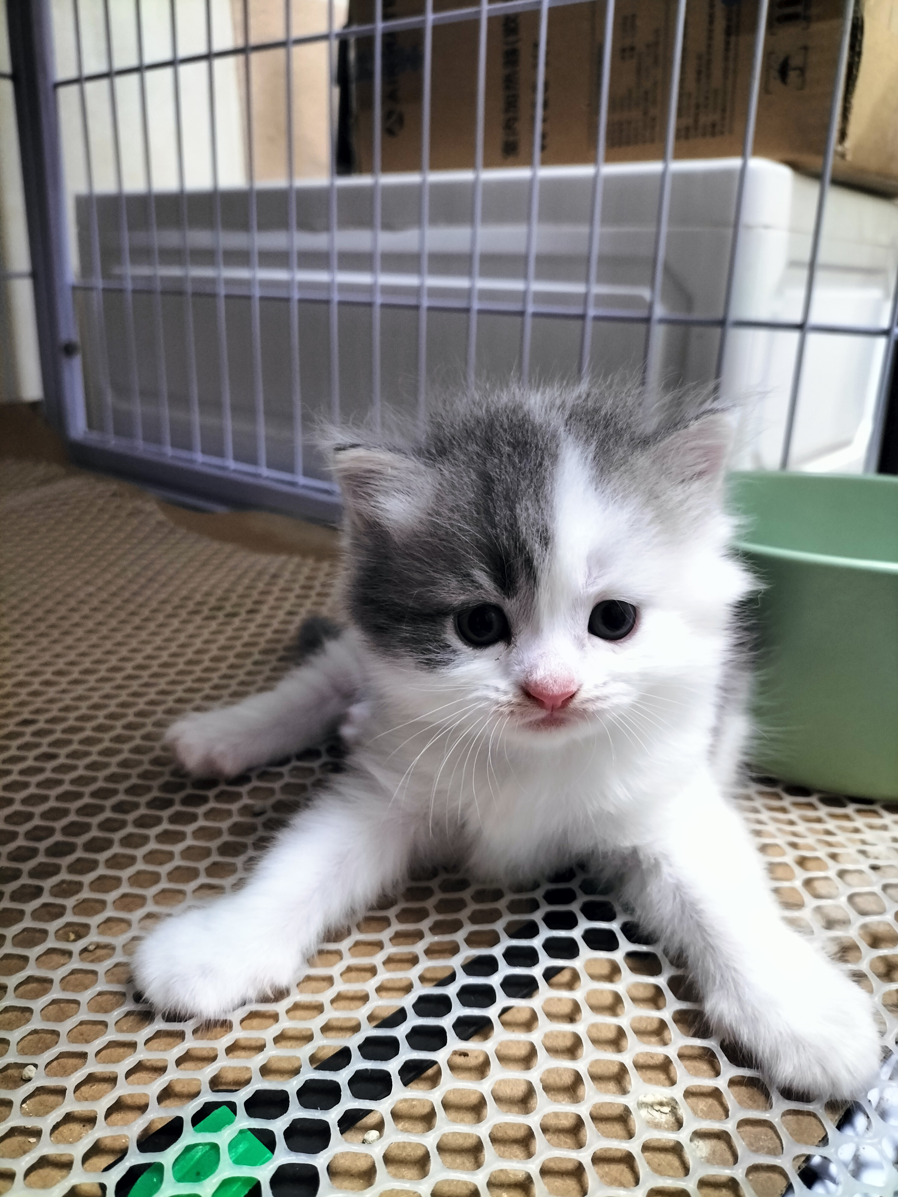 英国短毛猫